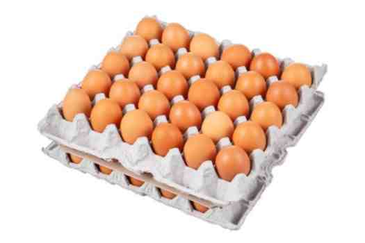 무항생제 계란