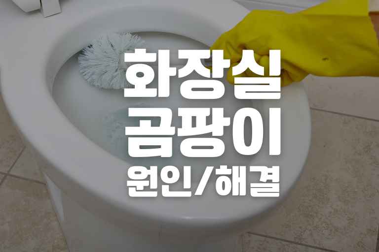 변기 검은 곰팡이 원인 11가지, 해결방법